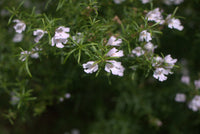 Coastal Rosemary 'Snow Flurry' (Westringia longifolia) - Ladybird Nursery