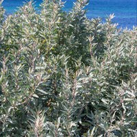 Coastal Saltbush 'Sea of Blue' (Atriplex cinerea) - Ladybird Nursery