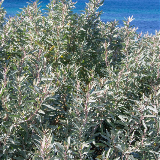 Coastal Saltbush 'Sea of Blue' (Atriplex cinerea) - Ladybird Nursery