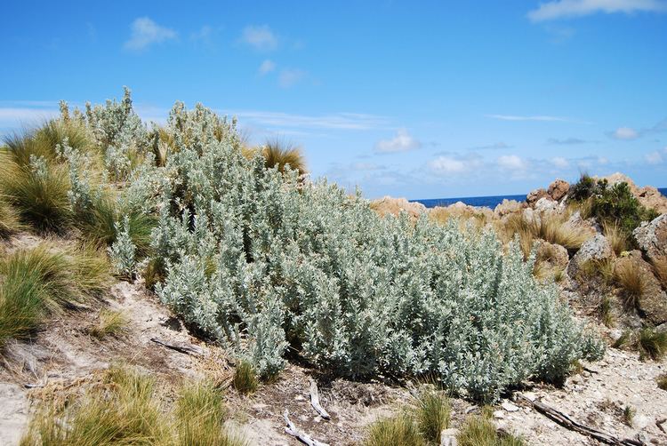 Coastal Saltbush 'Sea of Blue' (Atriplex cinerea) - Ladybird Nursery