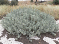Coastal Saltbush 'Sea of Blue' (Atriplex cinerea) - Ladybird Nursery