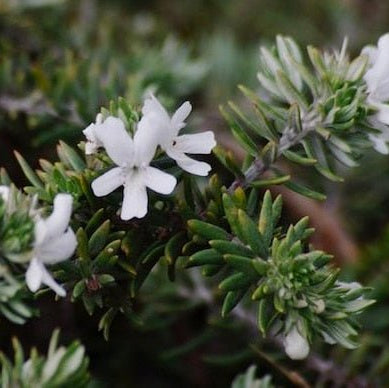 Coastal Rosemary 'Bulli Coastal Creeper' (Westringia fruticosa) - Ladybird Nursery