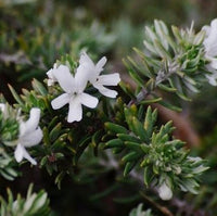 Coastal Rosemary 'Bulli Coastal Creeper' (Westringia fruticosa) - Ladybird Nursery