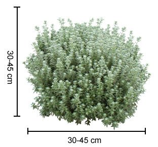 Coastal Rosemary 'GREY BOX™' (Westringia fruticosa) - Ladybird Nursery