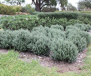 Coastal Rosemary 'GREY BOX™' (Westringia fruticosa) - Ladybird Nursery