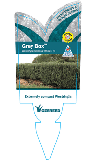 Coastal Rosemary 'GREY BOX™' (Westringia fruticosa) - Ladybird Nursery
