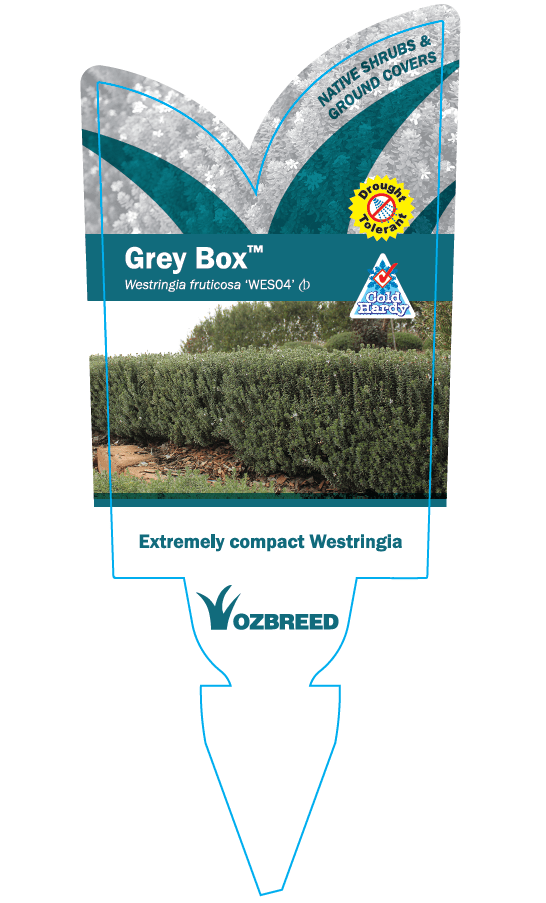 Coastal Rosemary 'GREY BOX™' (Westringia fruticosa) - Ladybird Nursery
