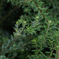 Coastal Rosemary ‘Jervis Gem’ (Westringia fruticosa) - Ladybird Nursery
