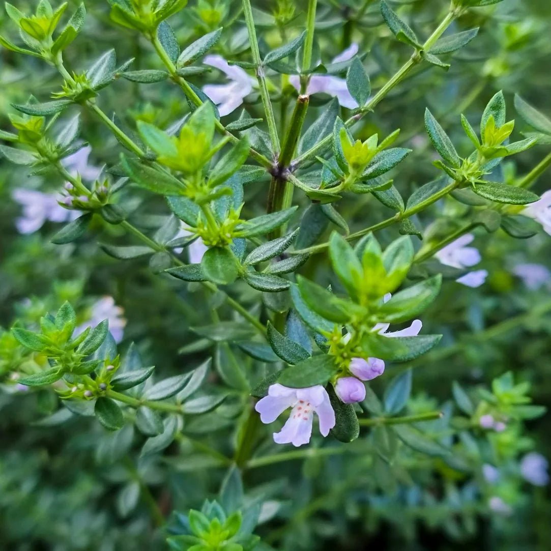 Coastal Rosemary ‘Jervis Gem’ (Westringia fruticosa) - Ladybird Nursery