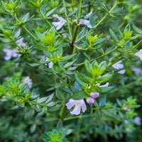 Coastal Rosemary ‘Jervis Gem’ (Westringia fruticosa) - Ladybird Nursery