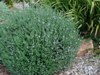 Coastal Rosemary ‘Jervis Gem’ (Westringia fruticosa) - Ladybird Nursery