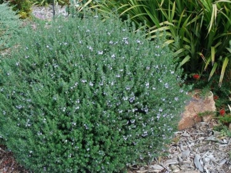 Coastal Rosemary ‘Jervis Gem’ (Westringia fruticosa) - Ladybird Nursery