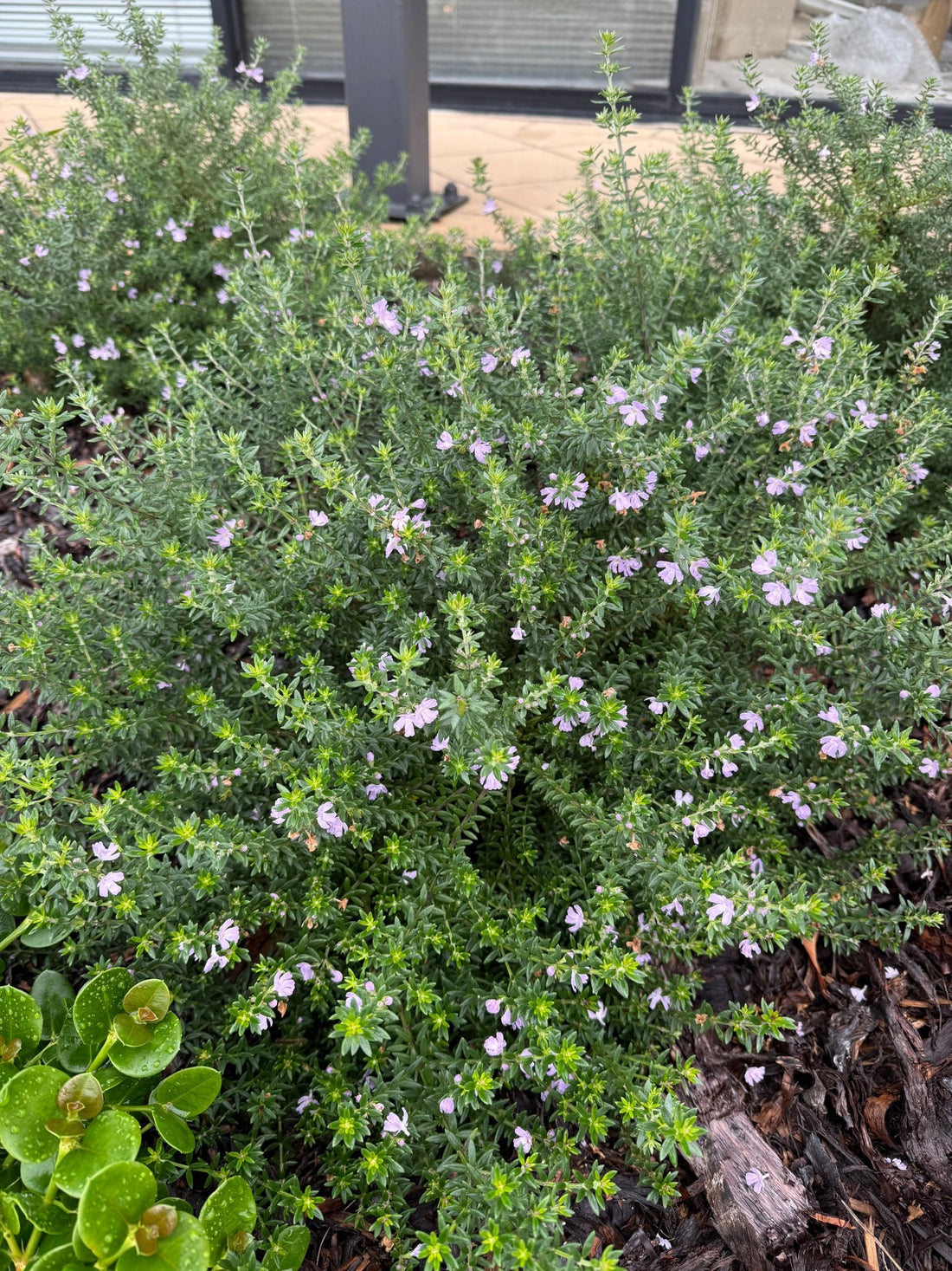 Coastal Rosemary ‘Jervis Gem’ (Westringia fruticosa) - Ladybird Nursery
