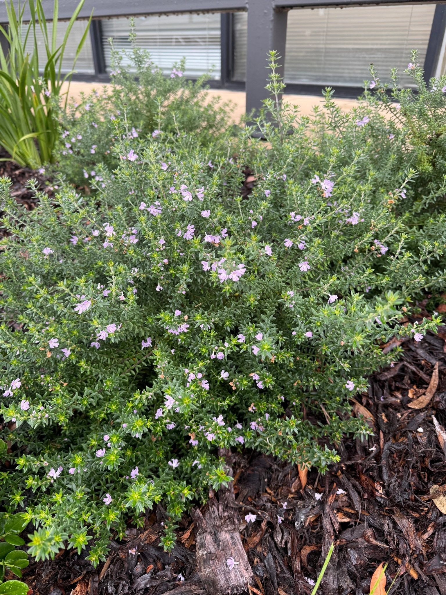 Coastal Rosemary ‘Jervis Gem’ (Westringia fruticosa) - Ladybird Nursery