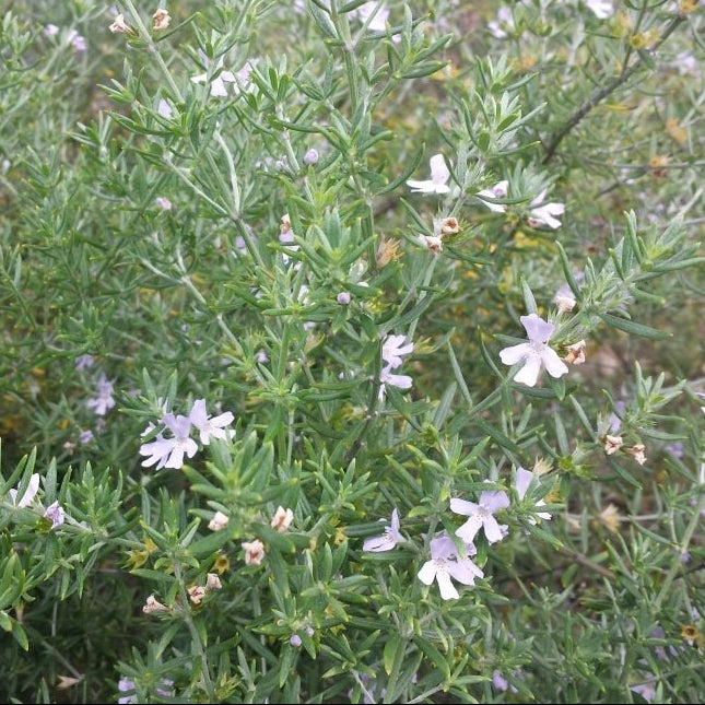 Coastal Rosemary Low Horizon™' (Westringia fruticosa) - Ladybird Nursery