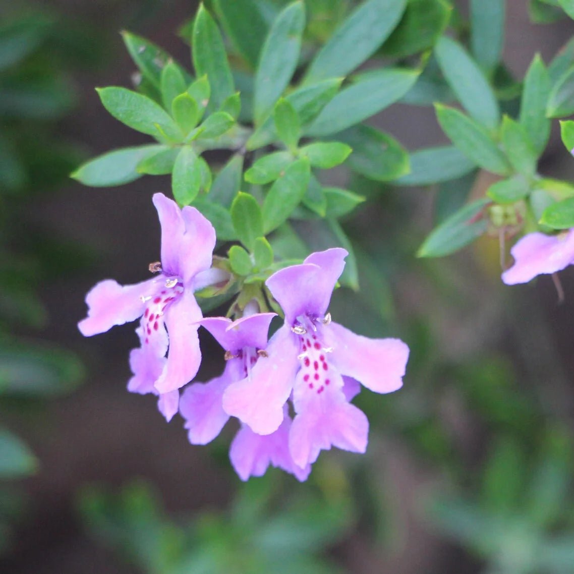 Coastal Rosemary 'Mighty Bloom' (Westringia fruticosa) - Ladybird Nursery