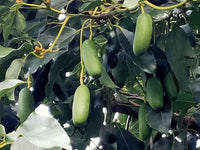 Cocktail Avocado (Fuerte)