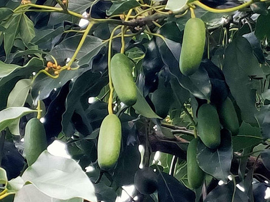 Cocktail Avocado (Fuerte)