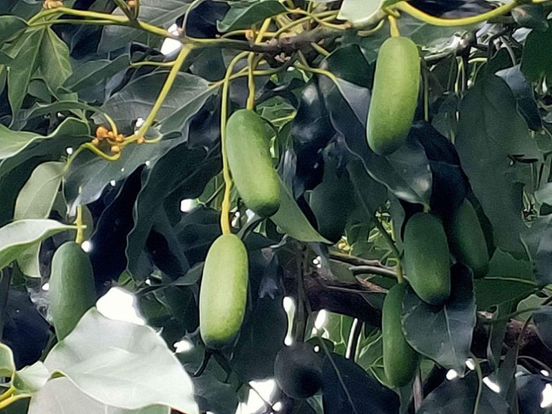 Cocktail Avocado (Fuerte)