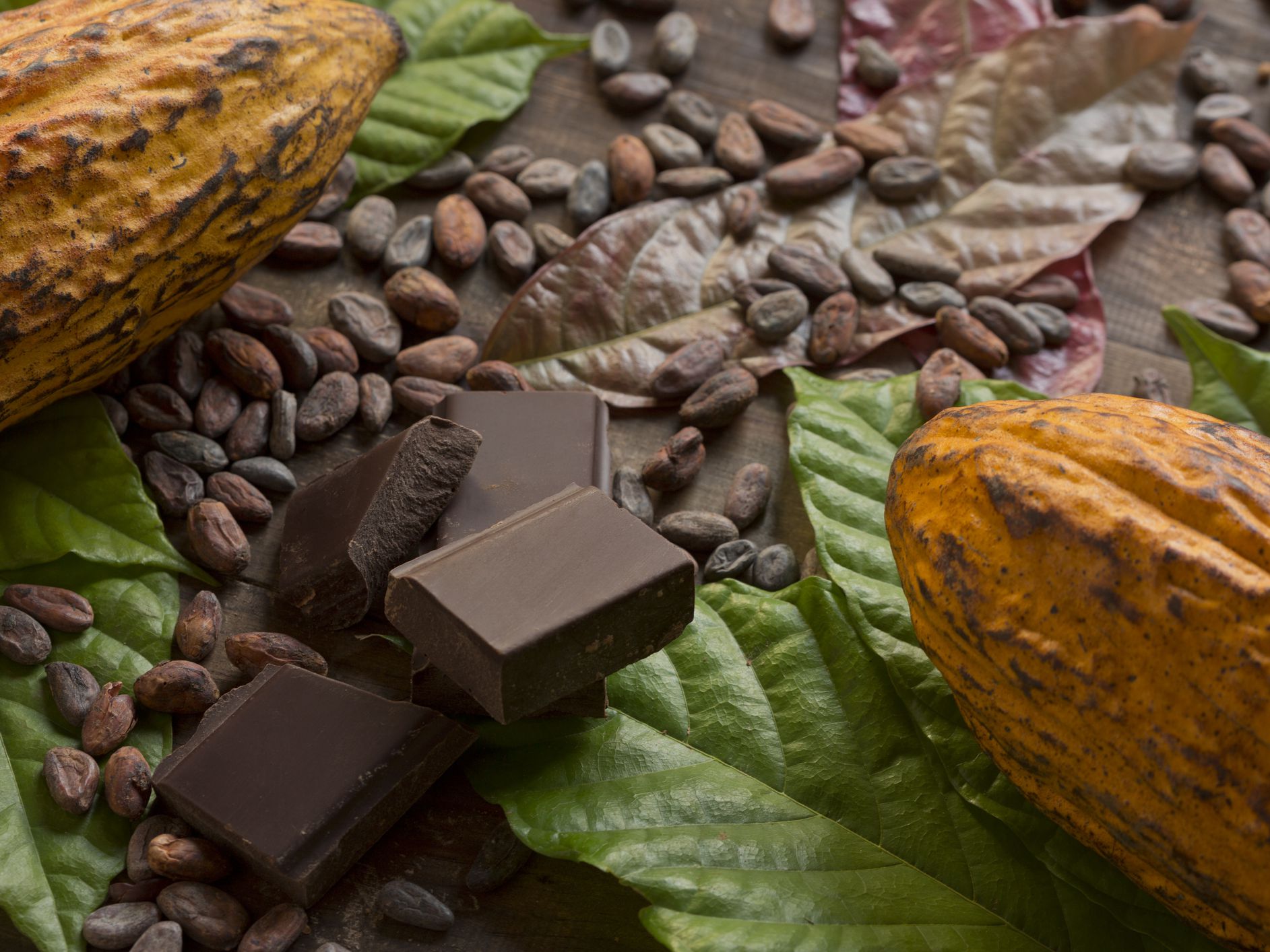 Cacao (Chocolate Tree)