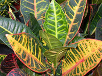 Croton Spp. (Codiaeum variegatum)