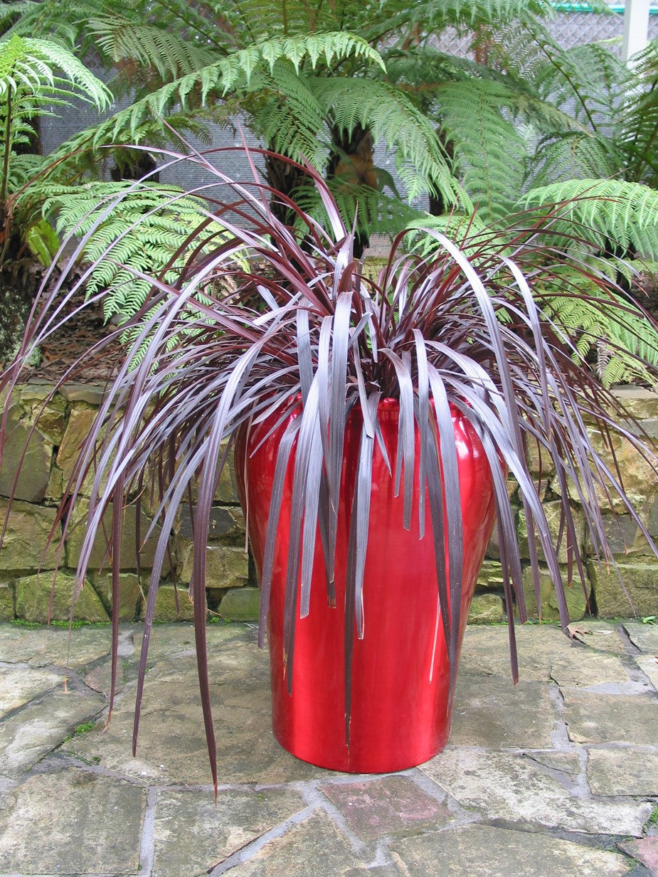 Cordyline Fountain (Cordyline Red)