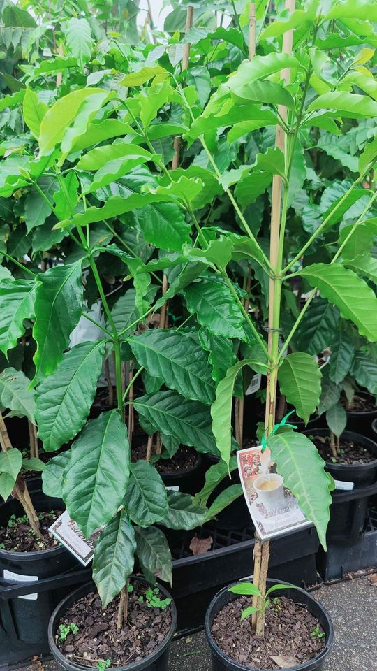 Arabica Coffee - Ladybird Nursery