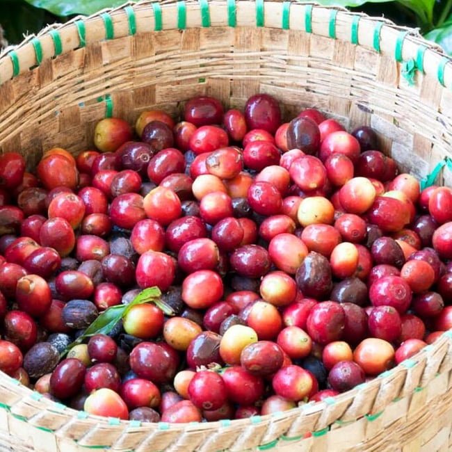 Coffee K7 - Ladybird Nursery