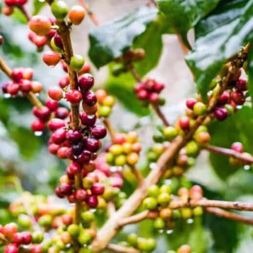 Coffee (Coffea arabica) - Large - Ladybird Nursery