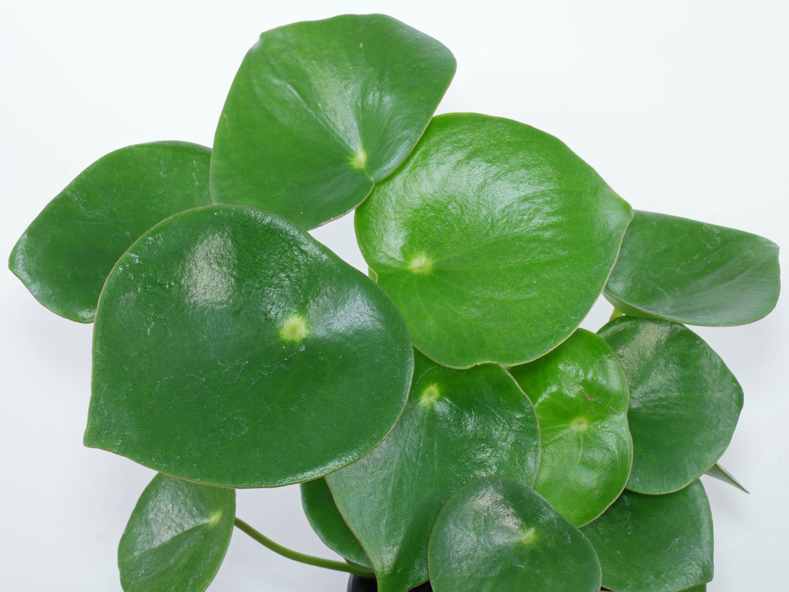 Peperomia Coin Leaf (Peperomia polybotrya)