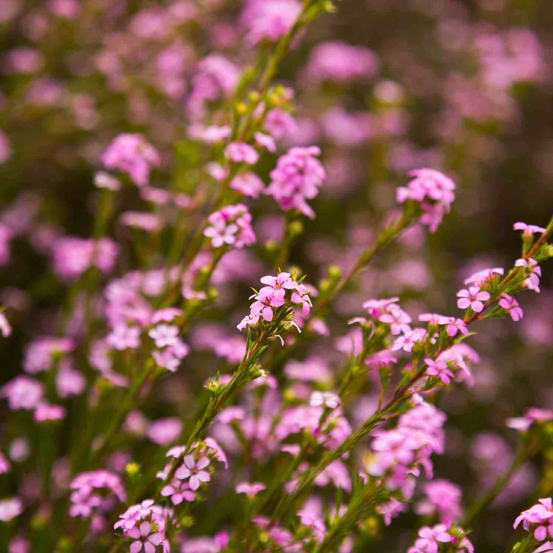 Pink Diosma (Coleonema) - Ladybird Nursery