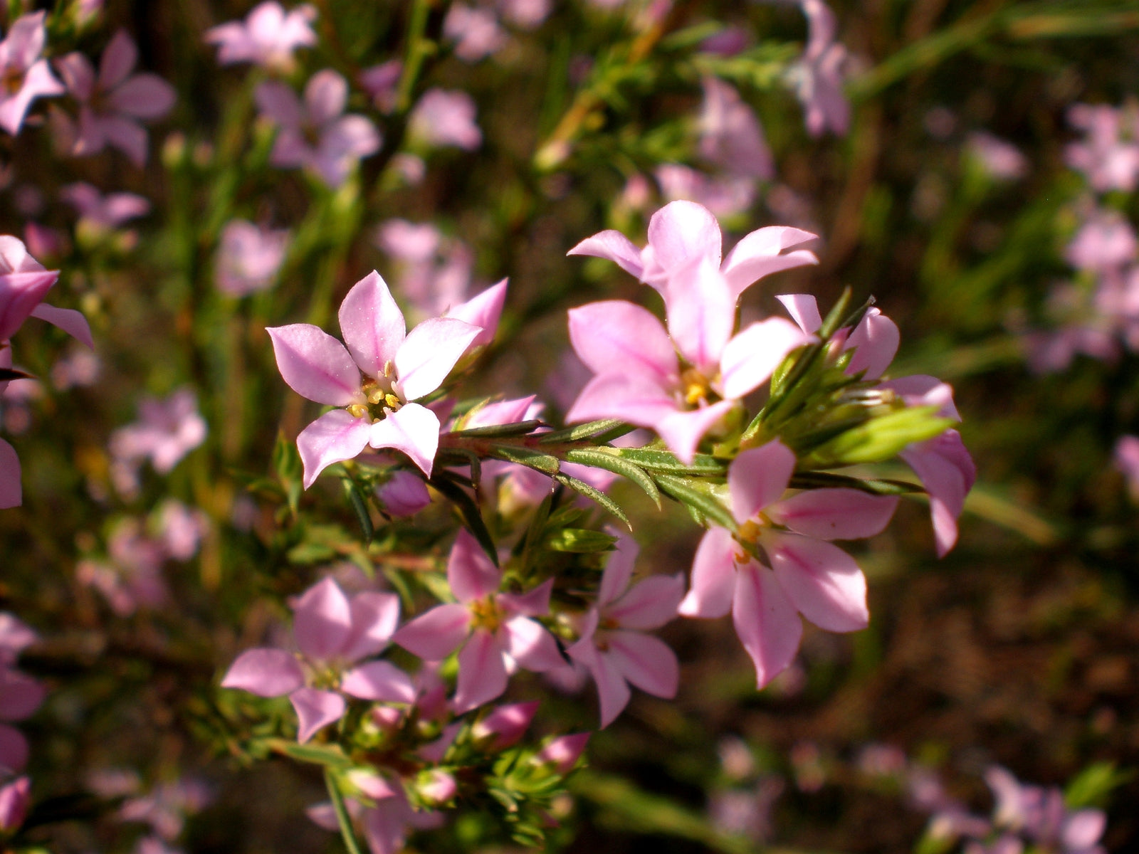 Pink Diosma (Coleonema pulchellum) - Ladybird Nursery
