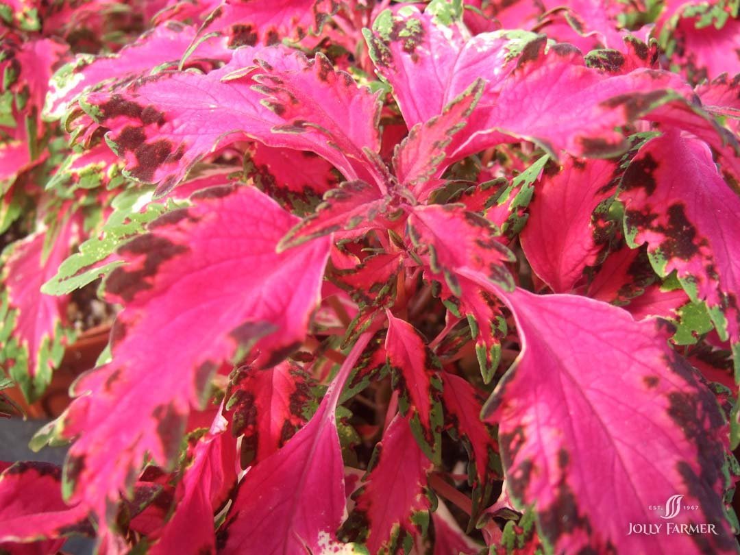 Coleus Carnival - Ladybird Nursery