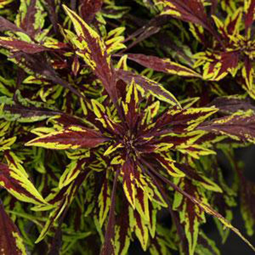 Coleus Chipotle - Ladybird Nursery