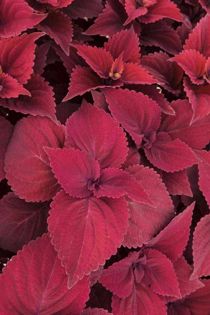Coleus Main Street - Ladybird Nursery
