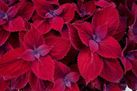 Coleus Main Street