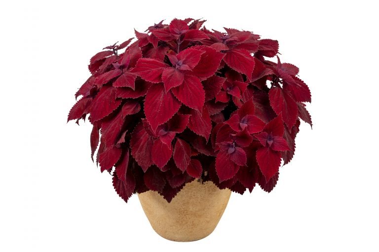 Coleus Main Street - Ladybird Nursery