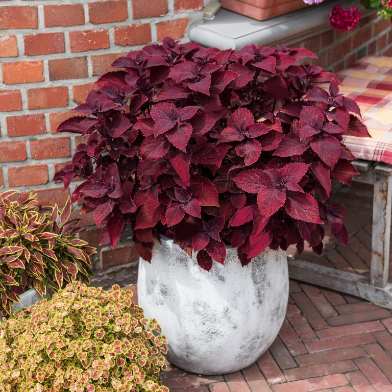 Coleus Main Street - Ladybird Nursery
