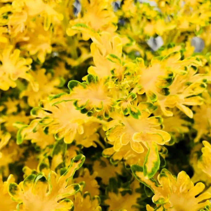 Coleus Ruffles Golden