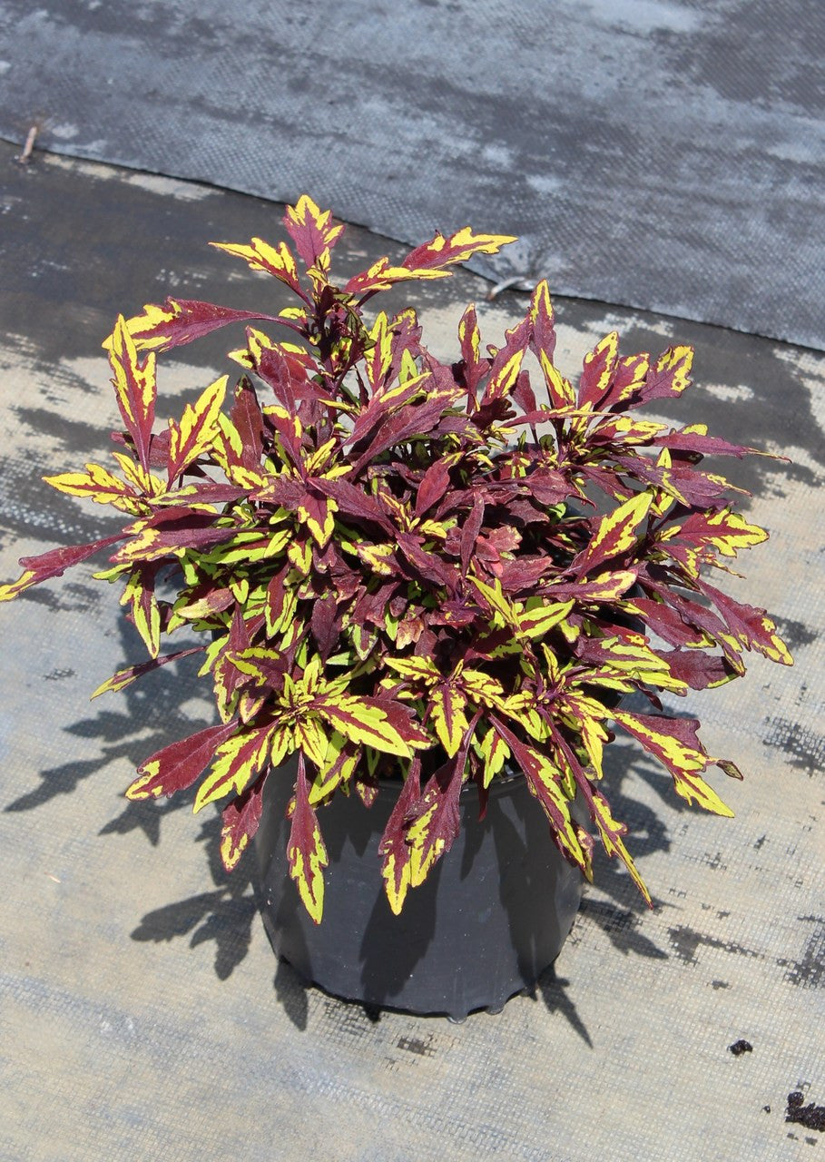 Coleus Chipotle