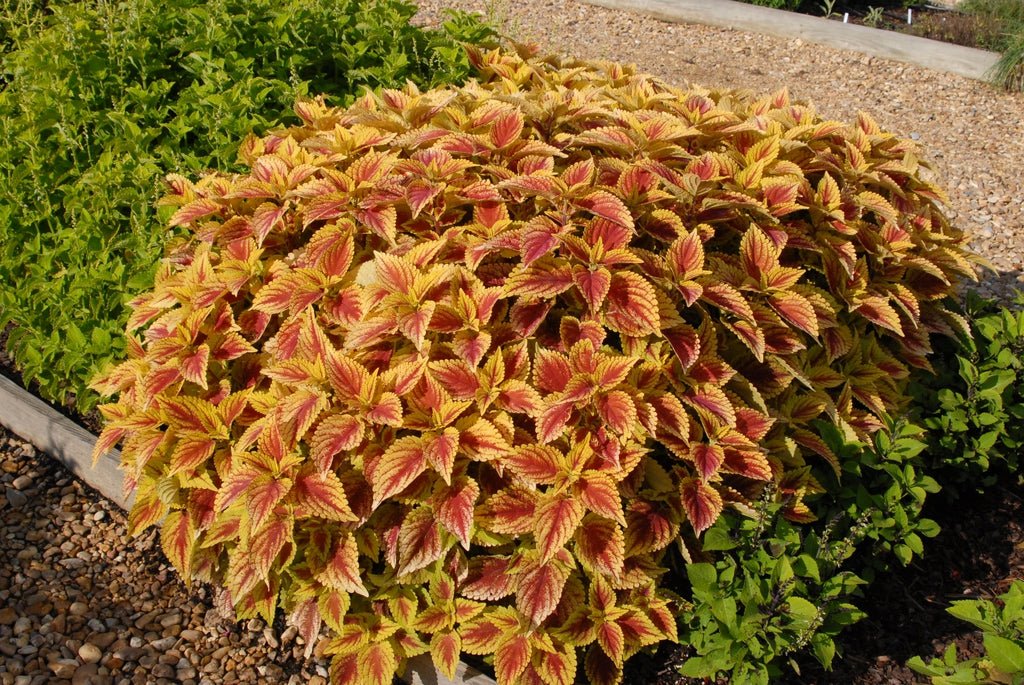 Coleus Ruffles Golden - Ladybird Nursery