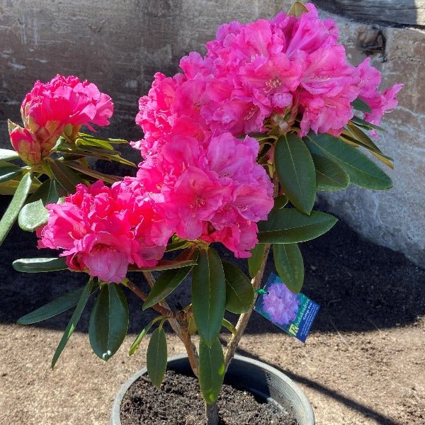 Rhododendron College Pink - Ladybird Nursery