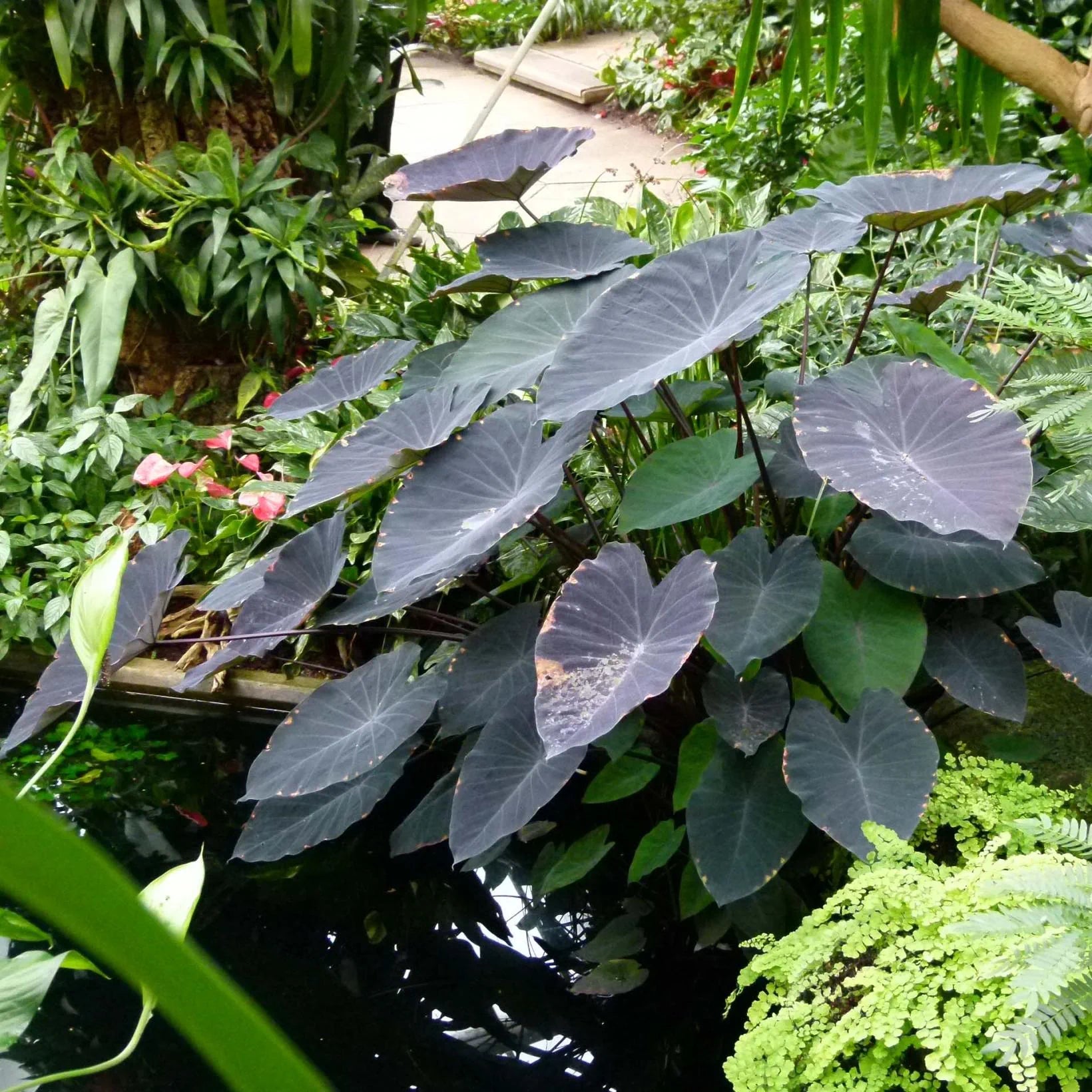 Black Magic (Colocasia esculenta)