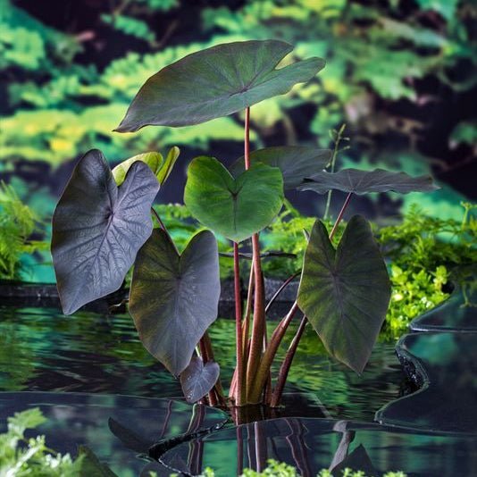 Colocasia 'Black Beauty' (Colocasia esculenta) - Ladybird Nursery