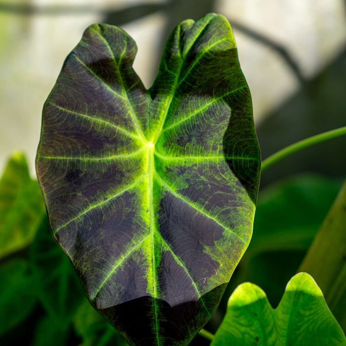 Colocasia 'Black Beauty' (Colocasia esculenta) - Ladybird Nursery