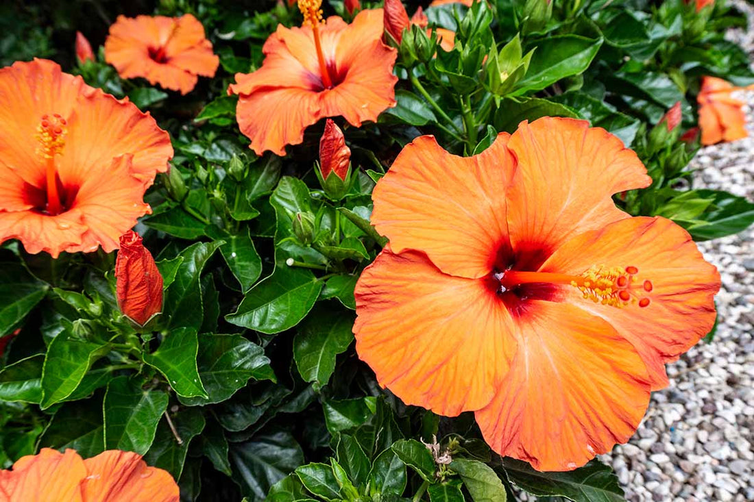 Hibiscus Fantasy Orange Sunburst (Hibiscus rosa - sinensis) - Ladybird Nursery