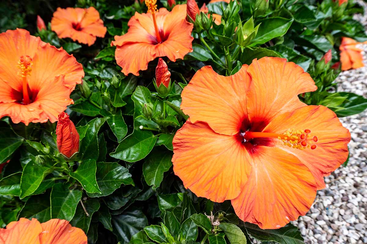 Hibiscus Fantasy Orange Sunburst (Hibiscus rosa - sinensis) - Ladybird Nursery