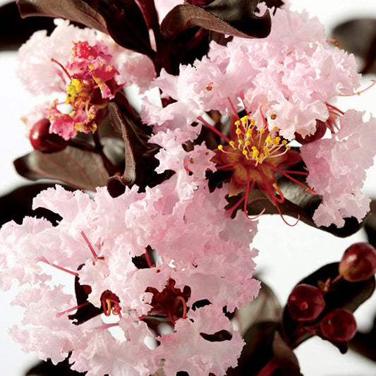 Crepe Myrtle Diamonds in the Dark Blush (Lagerstroemia)