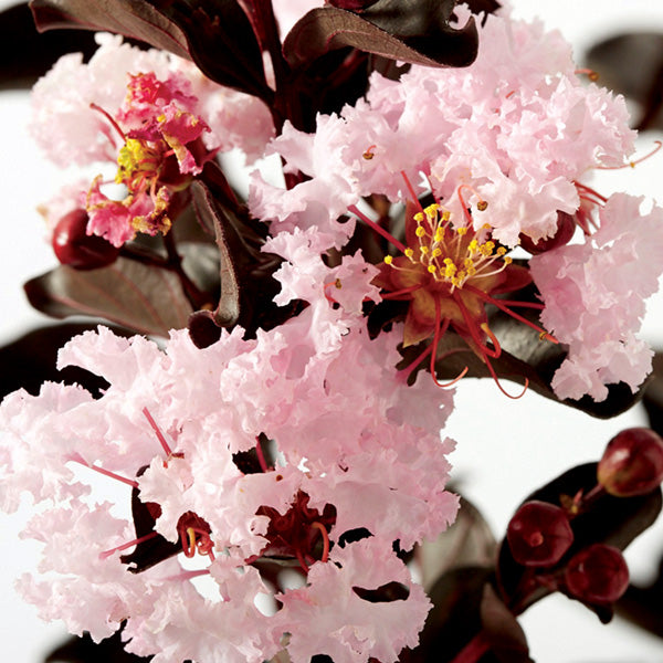 Crepe Myrtle Diamonds in the Dark Blush (Lagerstroemia)