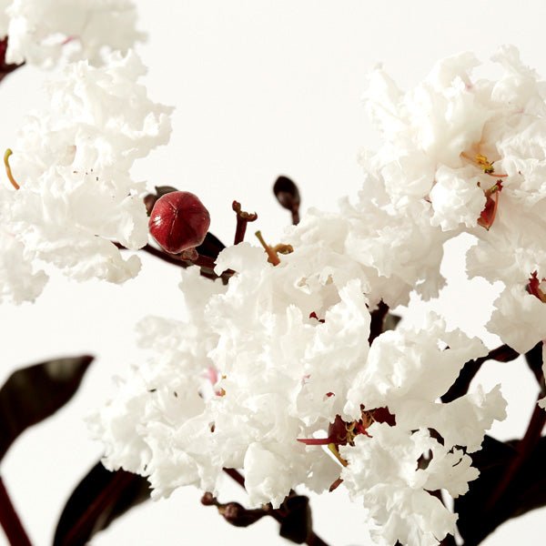 Crepe Myrtle Diamonds in the Dark Pure White (Lagerstroemia) - Ladybird Nursery